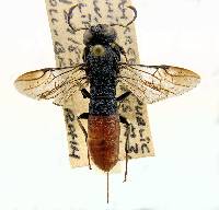 Orussus occidentalis image