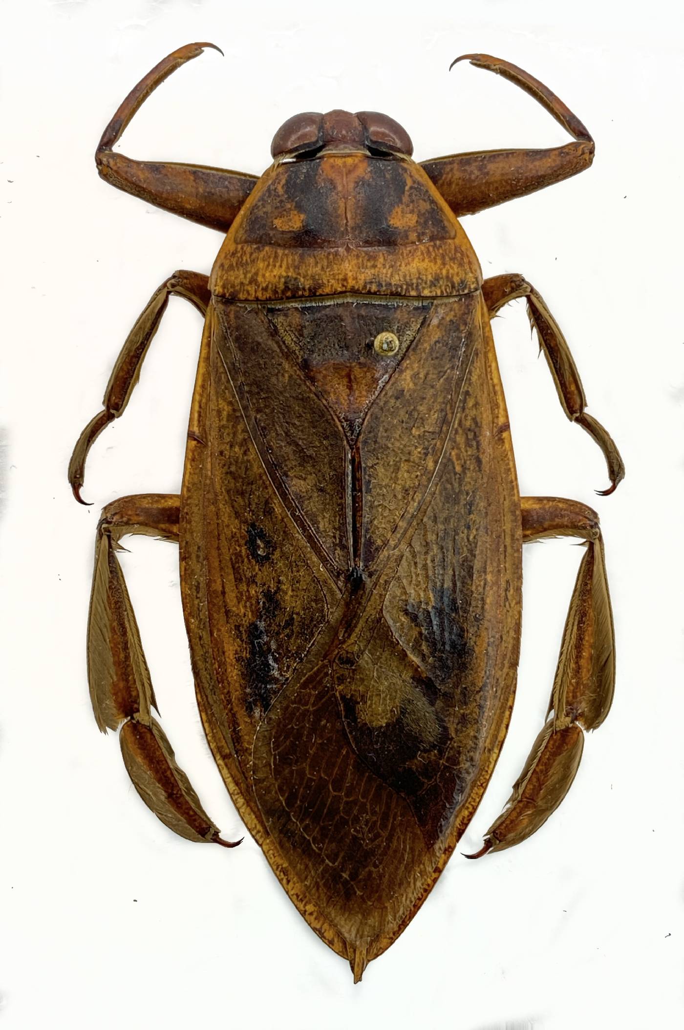 Belostomatidae image