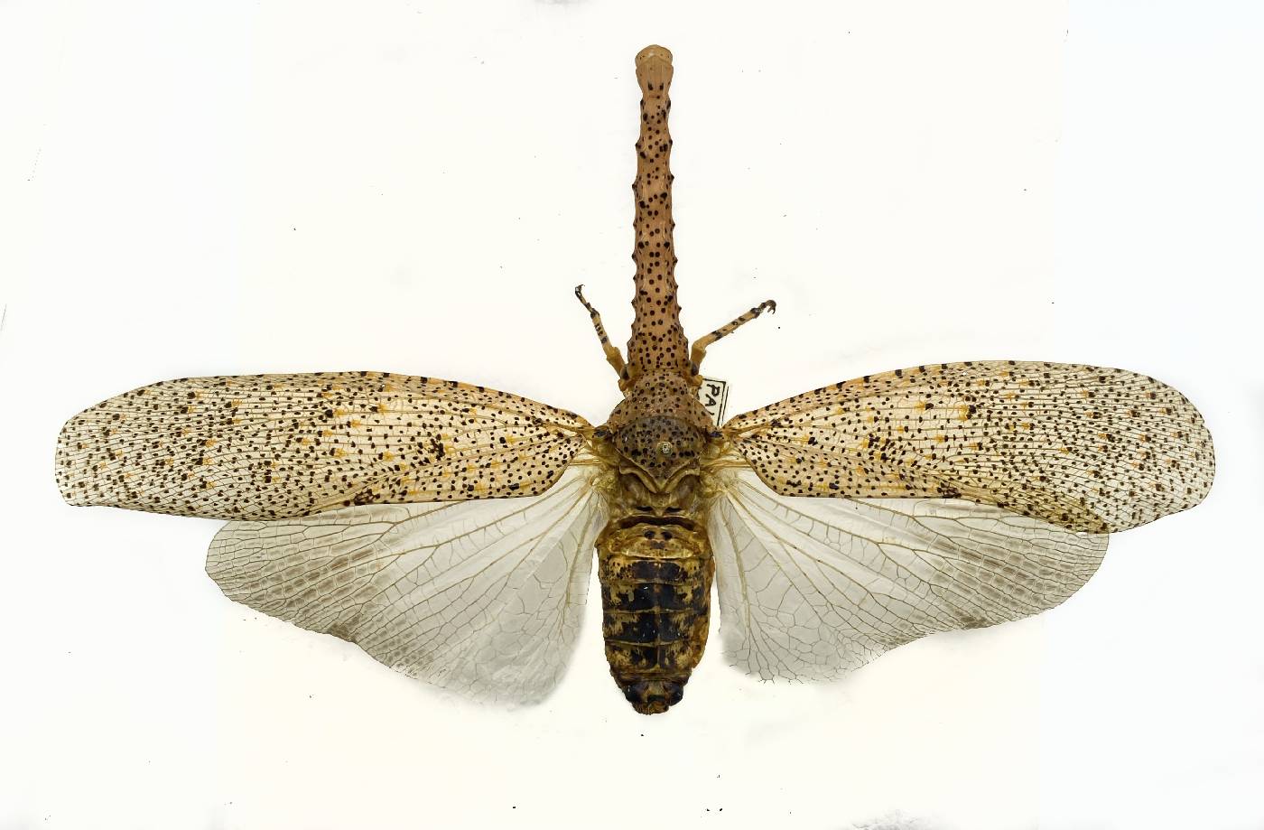 Zanna servillei image