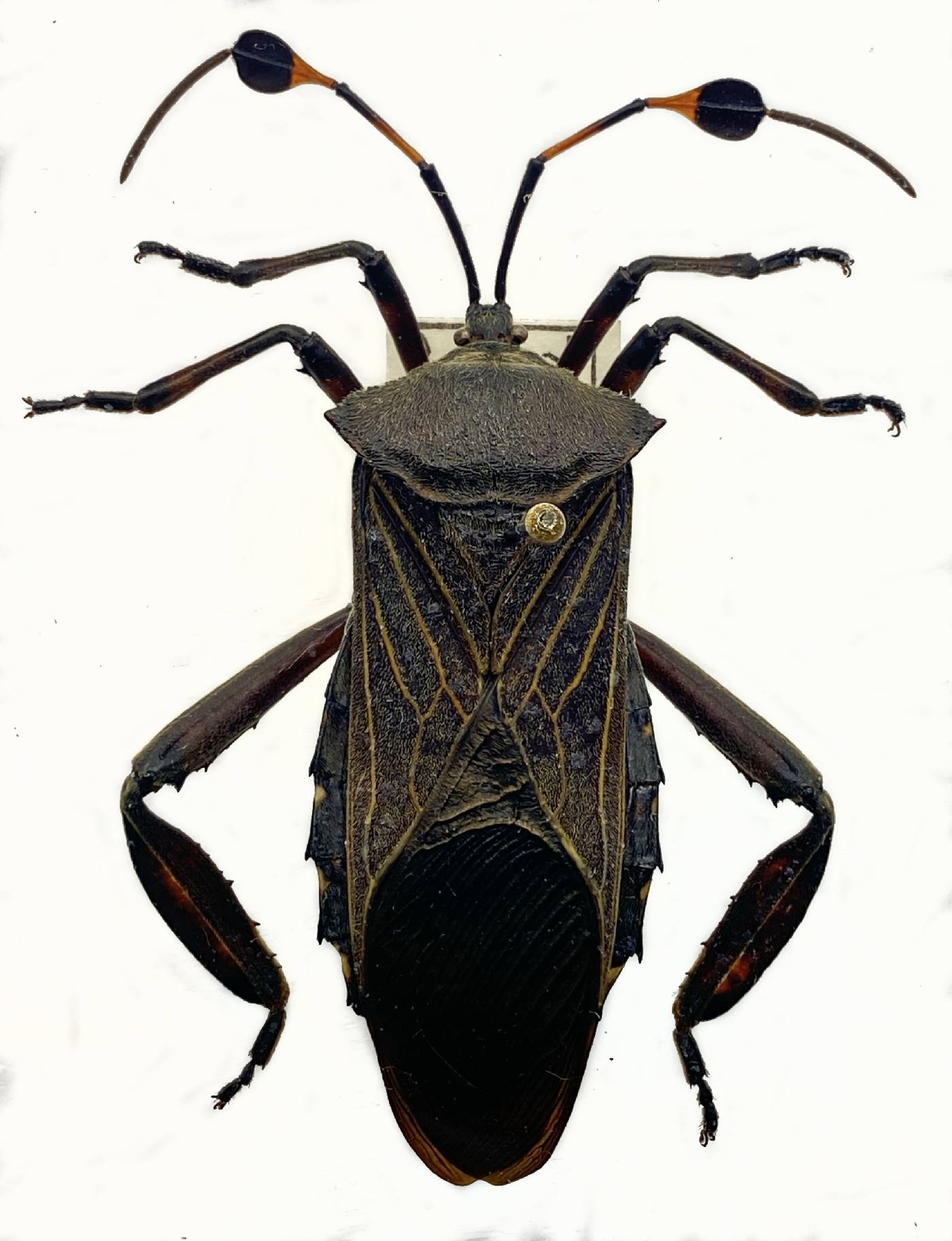 Thasus acutangulus image