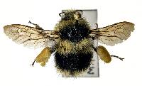 Bombus melanopygus image