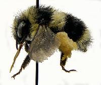 Bombus melanopygus image