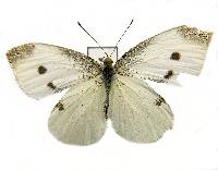 Pieris rapae image