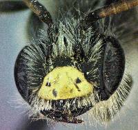 Image of Andrena miserabilis