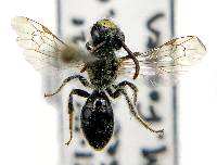 Andrena miserabilis image