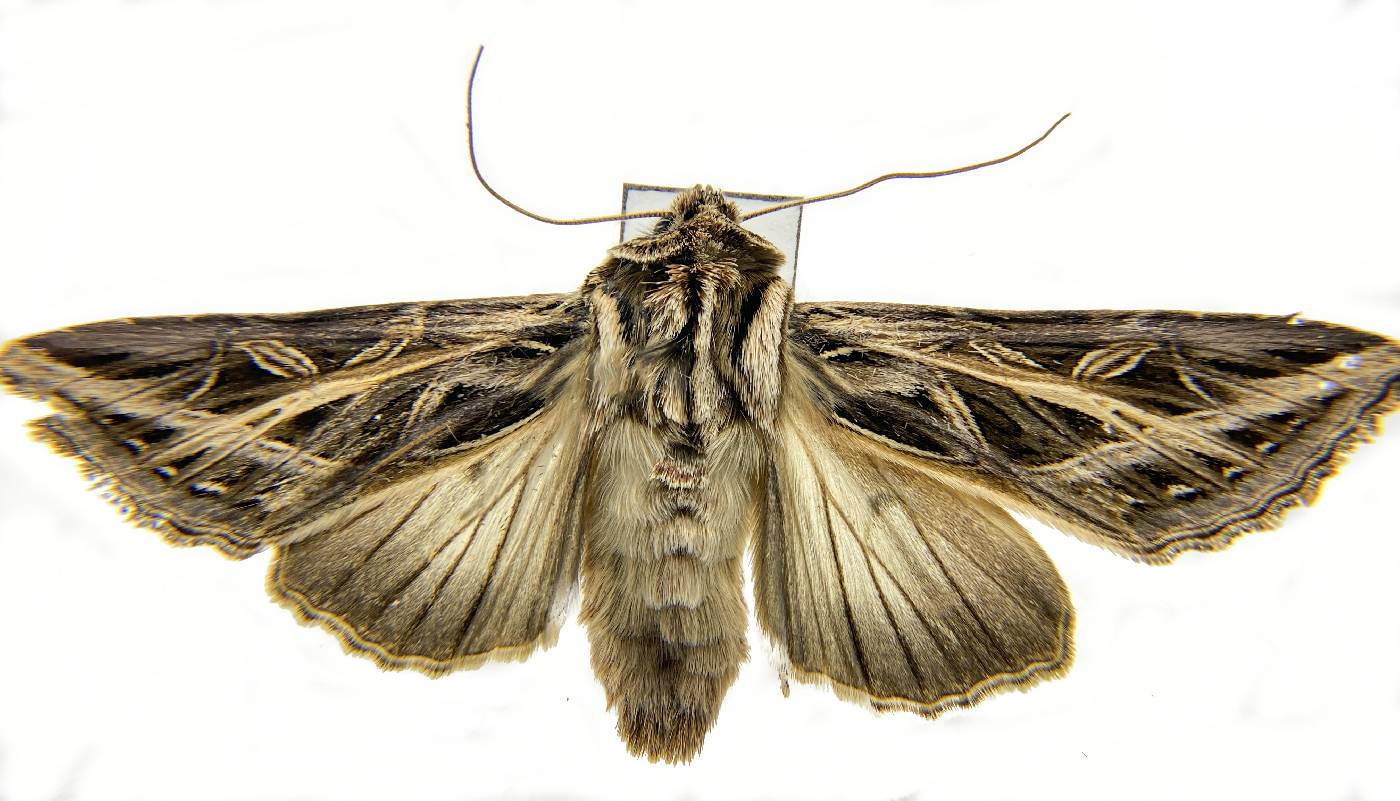 Noctuidae image