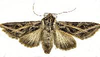 Image of Dargida procinctus