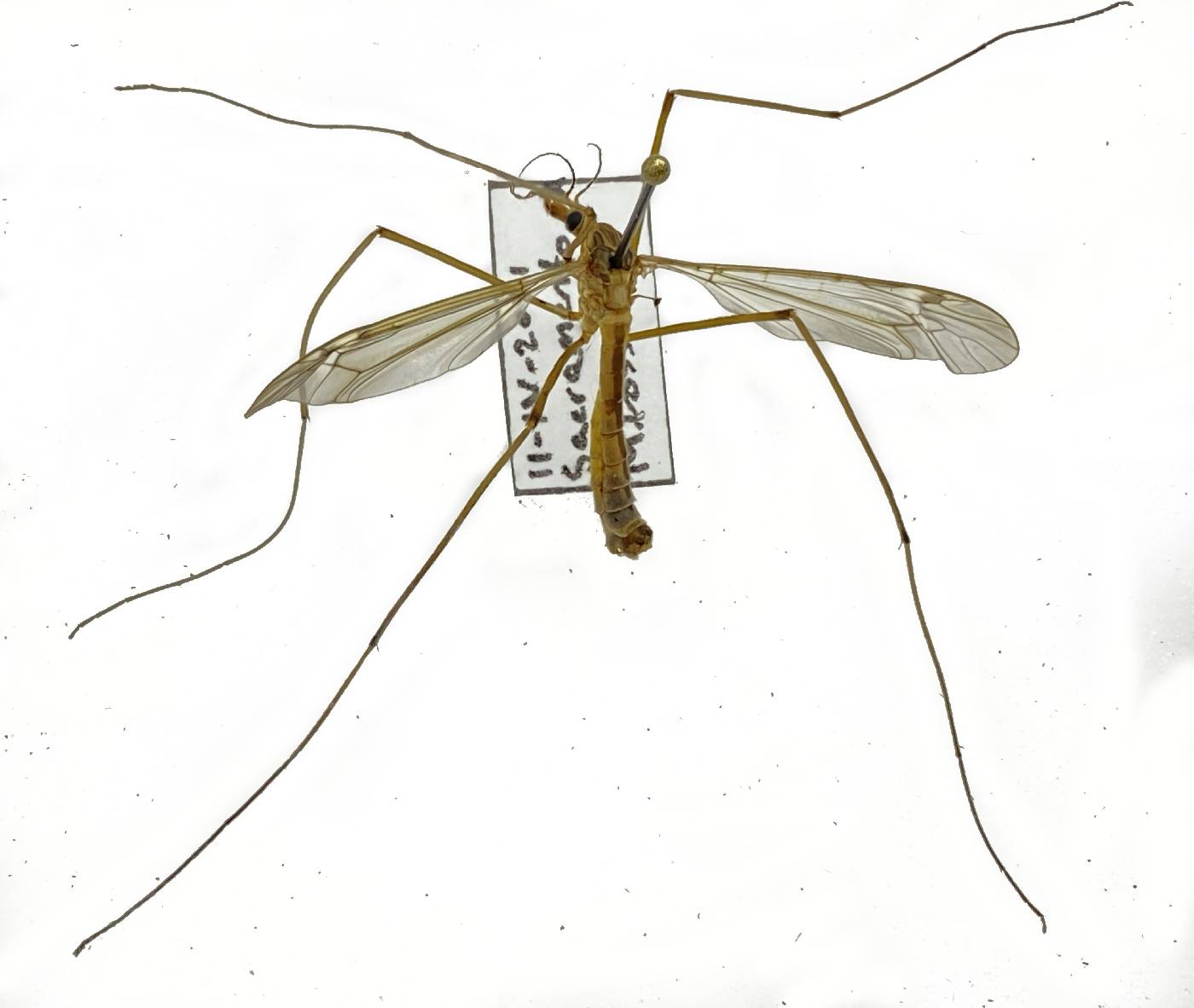 Tipulidae image
