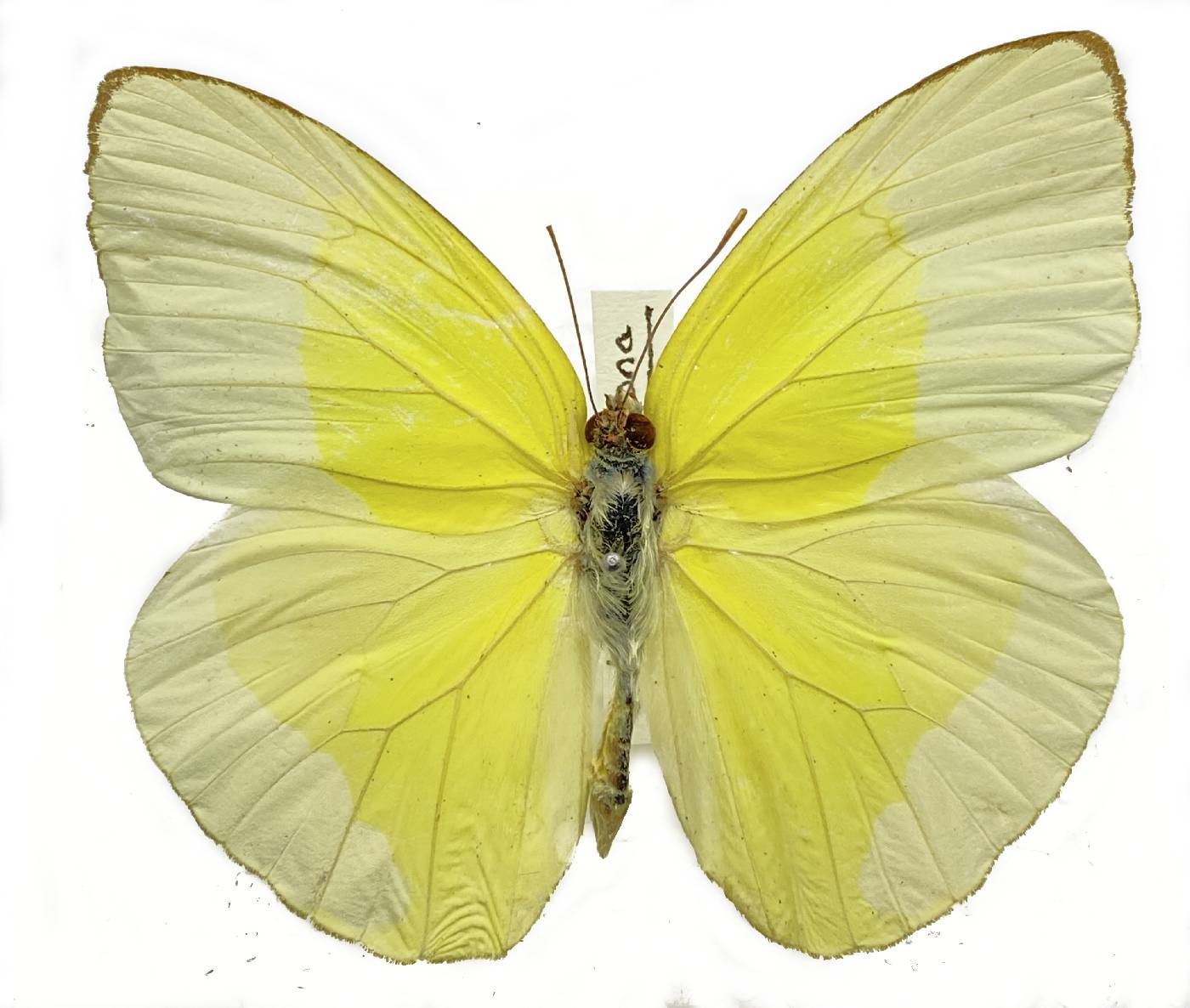 Pieridae image