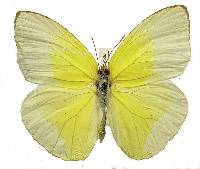 Image of Catopsilia pomona