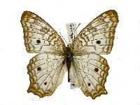 Image of Anartia jatrophae