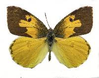Image of Zerene eurydice