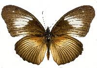 Image of Hypolimnas monteironis