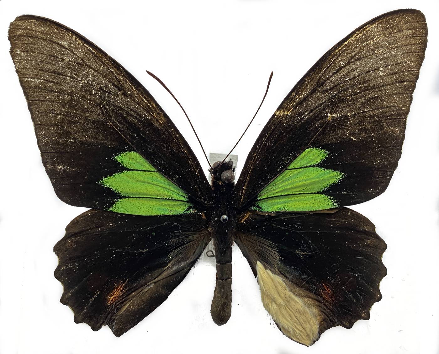 Papilionidae image