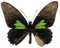 Image of Parides sesostris