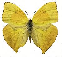 Image of Phoebis neocypris