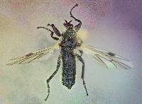Image of Bibio albipennis