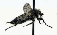 Bibio albipennis image