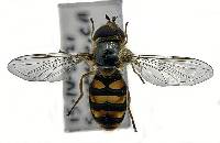 Image of Eupeodes fumipennis