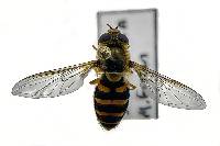 Image of Syrphus (syrphus) opinator