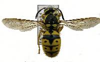 Vespula pensylvanica image