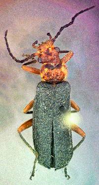 Image of Podabrus pruinosus