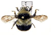 Bombus melanopygus image