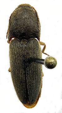Conoderus exsul image