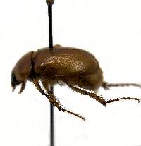 Cyclocephala hirta image