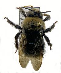 Xylocopa tabaniformis image
