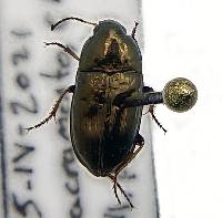 Amara aenea image