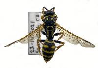 Polistes dominula image