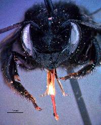 Megachiloides image