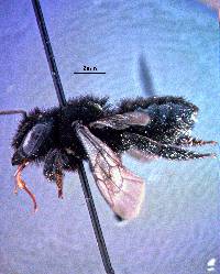 Megachiloides image