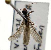 Oligotoma nigra image