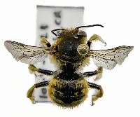 Anthidium manicatum image