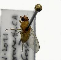 Minettia flaveola image