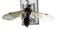 Image of Liometopum occidentale