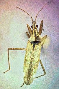 Image of Nabis americoferus