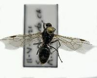 Liometopum occidentale image