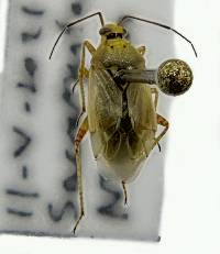 Image of Lygus elisus