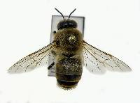 Apis mellifera image