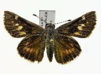 Image of Paratrytone melane