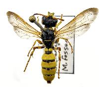 Cerceris sextoides image