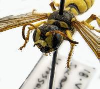 Cerceris sextoides image
