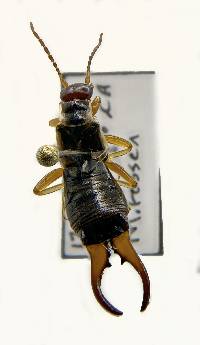 Forficula dentata image