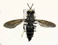 Hermetia illucens image