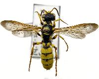 Cerceris sextoides image