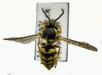 Vespula pensylvanica image
