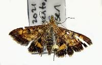 Image of Pyrausta californicalis